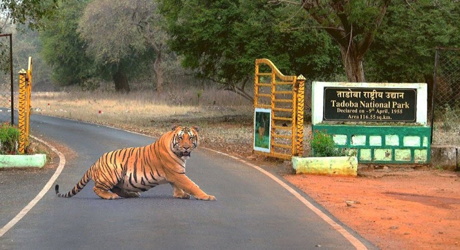 Tadoba Andhari National Park, Chandrapur, Maharashtra - Vushii.com